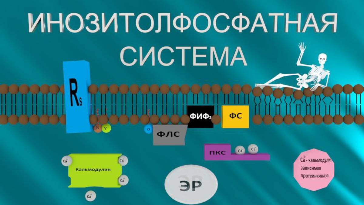 Инозитолфосфатная система | Medanatfarm