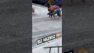 К зиме готовы #keşfet #keşfetedüş #köpek #animals#keşfetbeniöneçıkar #2023#shorts #keşfetteyiz