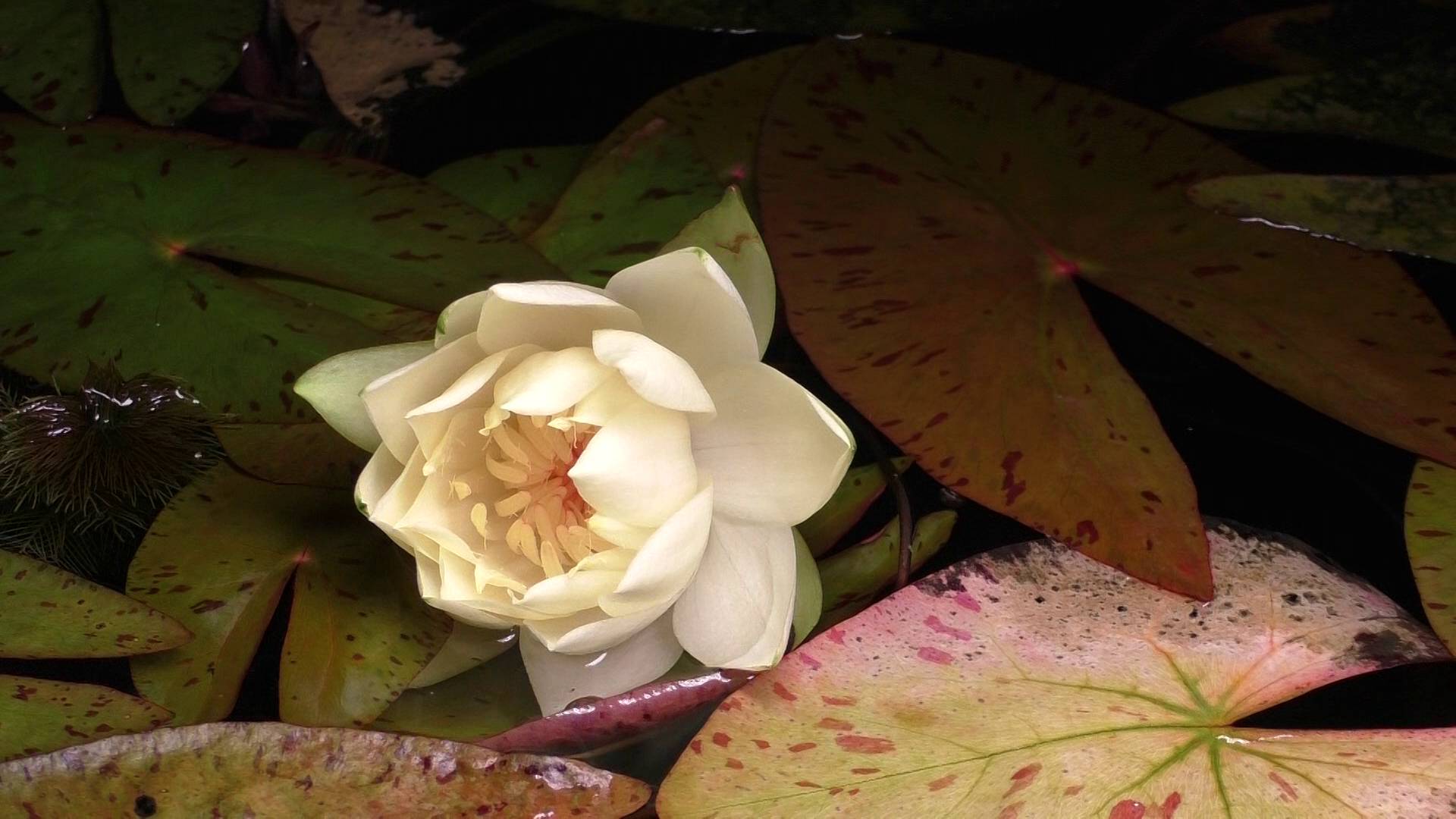 Цветет Nymphaea sp. "Dwarf", Santarem.