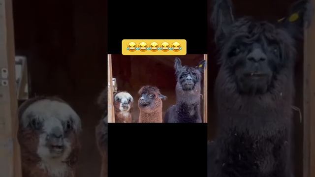 1000013190.mp4