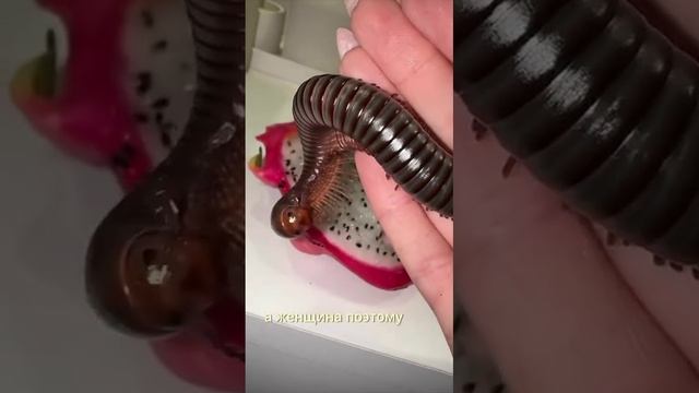 Блогерша завела ну очень необычного питомца и рассказывает про жизнь с ним.