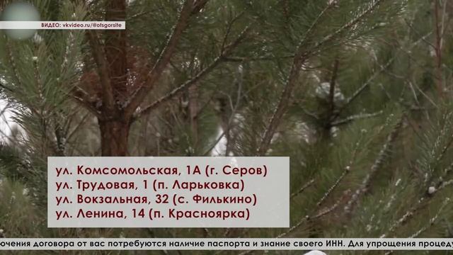 с 16 по 28 декабря Серовское лесничество уже начало выдавать разрешение на вырубку новогодних елей