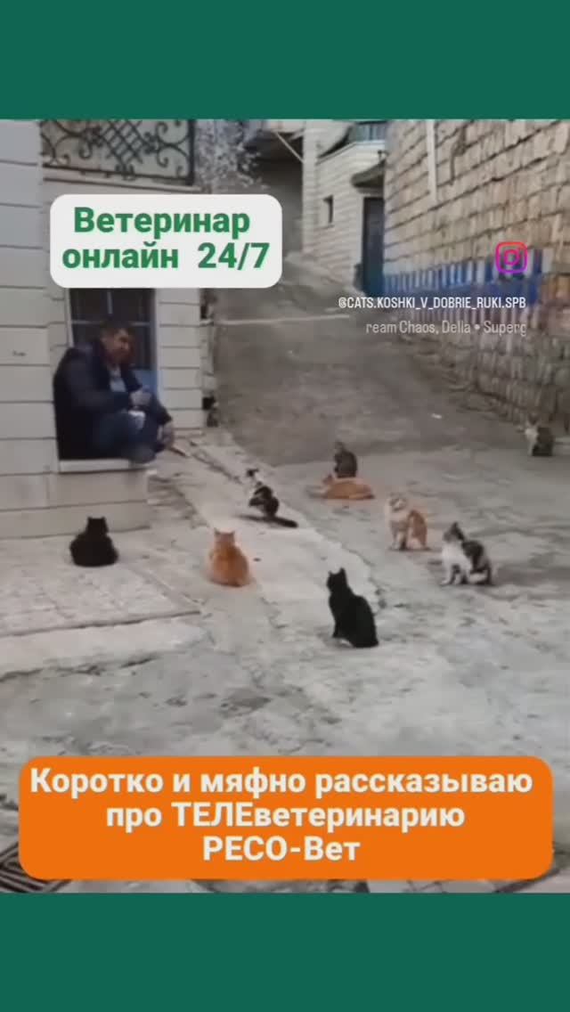 Ветеринар онлайн. 24/7. Ресо. Страховка