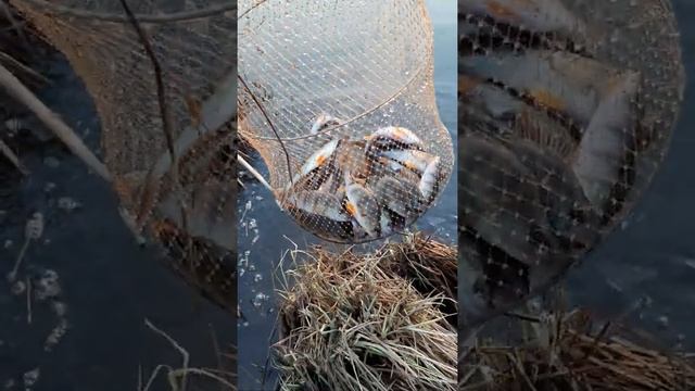 Окуни переселенцы!!!  Рыбалка