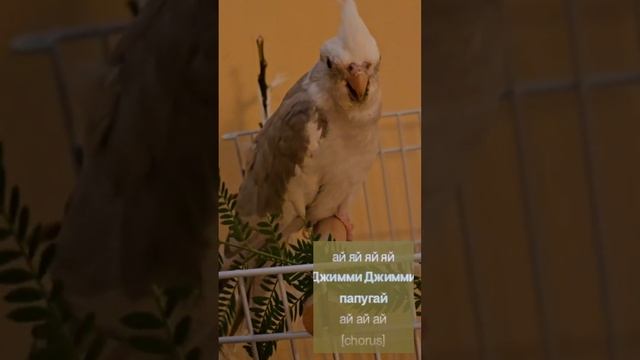 Джимми Джимми попугай юф-юф — Корелла