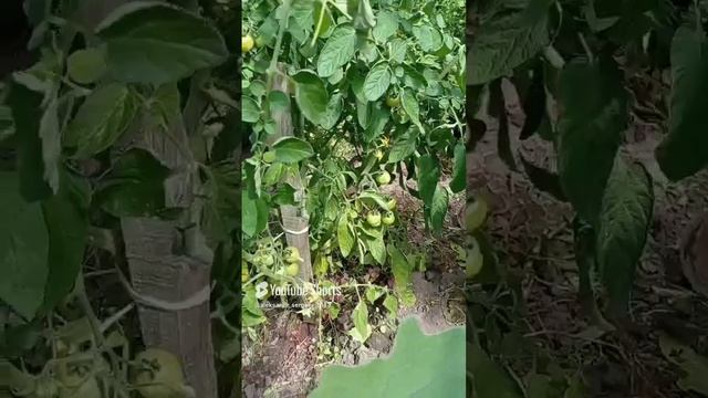 В нашей теплице после прополки