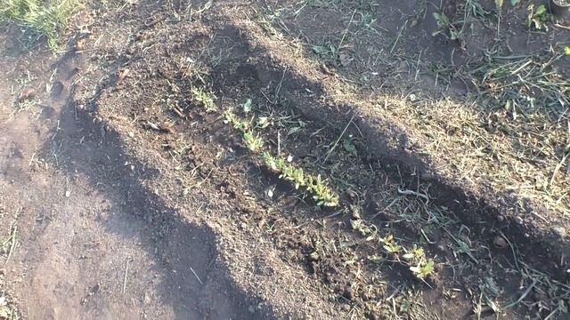 Итоги всходов моих мангольдов к середине мая