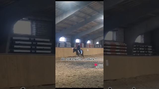 мои любимые лошадки