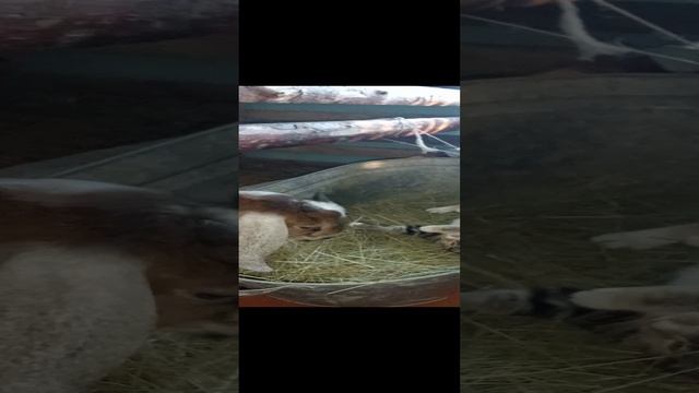 VID_20241215_144650.mp4