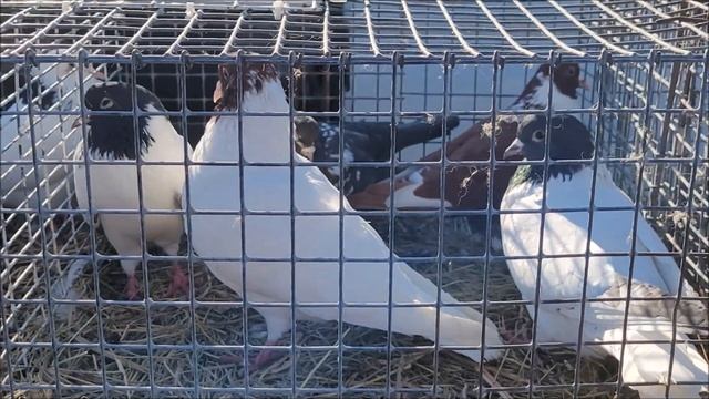 Сельские голуби.Краснодар.Ярмарка голубей, часть 1.