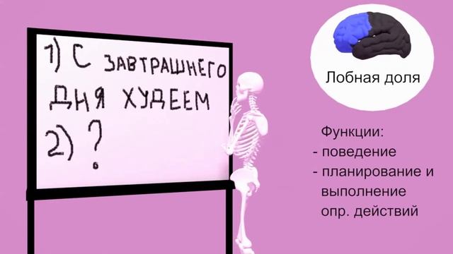 Полушария головного мозга | За что отвечают доли мозга? | Medanatfarm