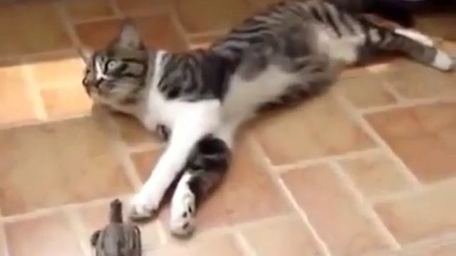 Кошка и черепаха играют