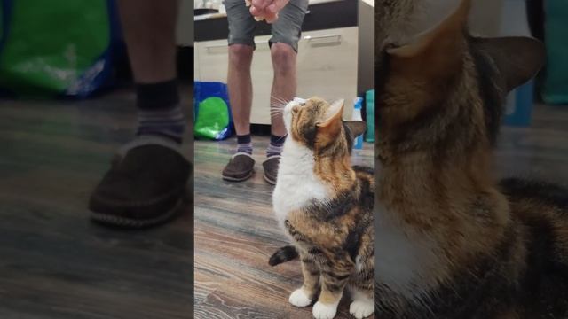 Милота кошка мяу мяу мяу мяу