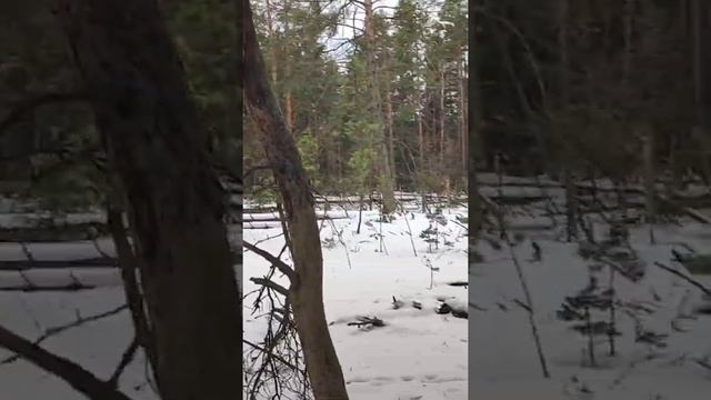 новая лесосека и проблема