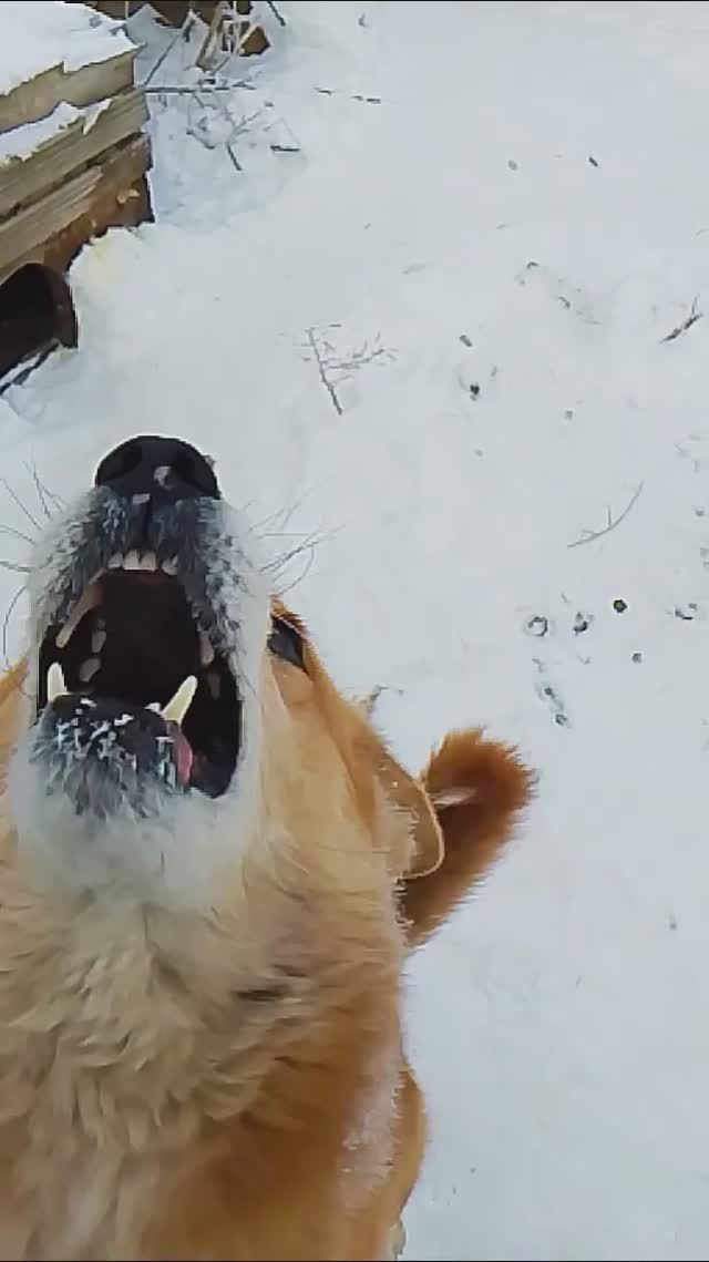 Атос  Омномном #питомцы #лайка #смешныеживотныеshorts #собаки#petslovers  #doglife #dogvlog