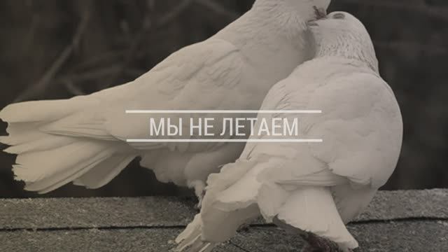 Мы не летаем