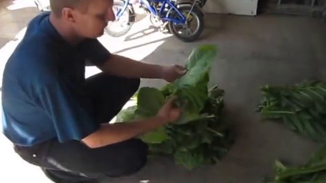 Выращивание табака.(Growing of tobacco)