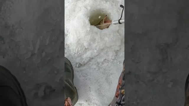 Щука зимой на мормышку.
