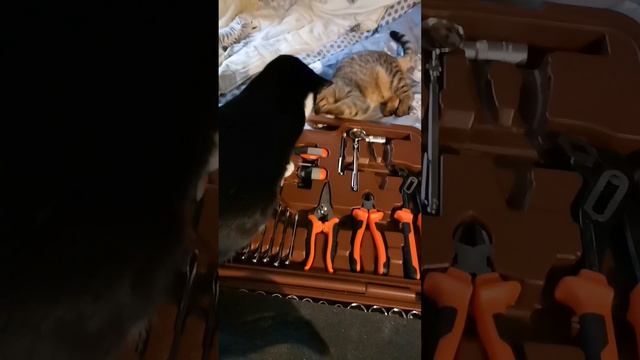 Кошечки подружки.