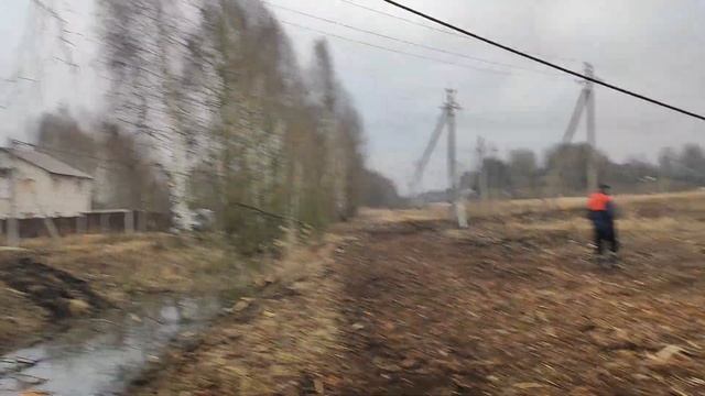 Валка берёзы бензопилой Stihl MS 361