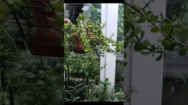 Портулакария Афра/ Формируем портулакарию ампелем #plants #succulent #растения #суккуленты