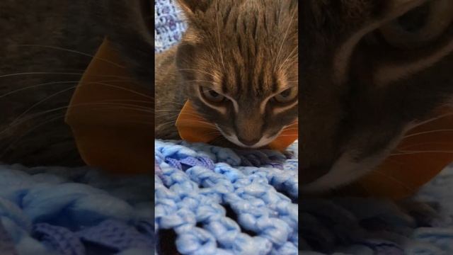 Древний Египет. Великий кот