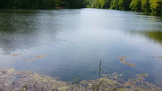 Горы мусора в лучшем природном парке Нижнего Новгорода.  Разочарование в местных властях.