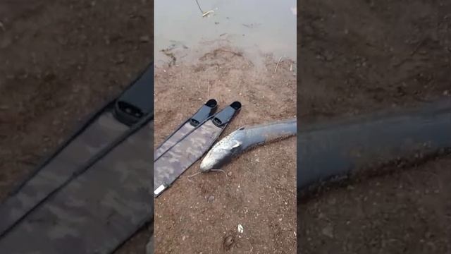 Подводная охота трофей