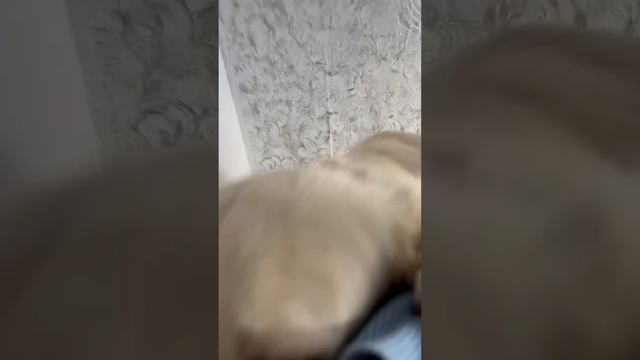 Мани