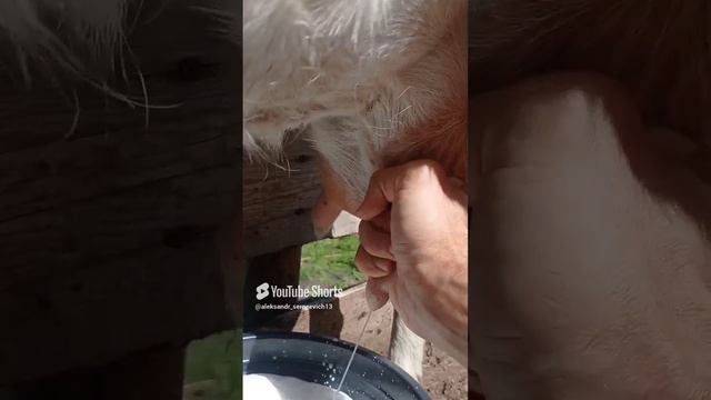 Молочный козий эспандер)