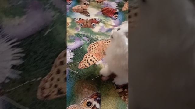 Котята устали играть, запыхались, но ещё охота! Наши шотландские малыши Тигра, Ромашка и Йожик