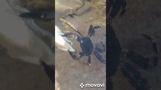 Ручной краб