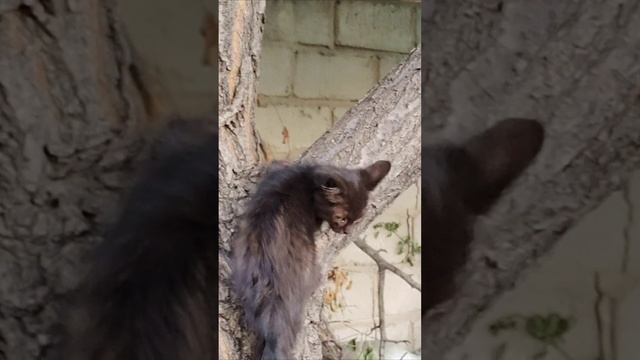 Слезай с дерева, пока ты еще маленький. #котята #шорты