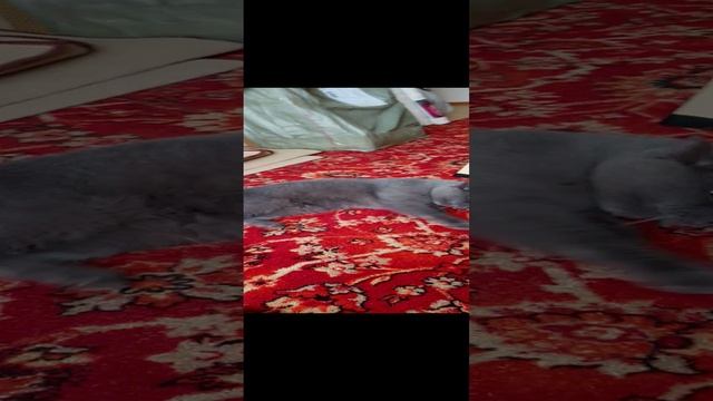 нежится котик