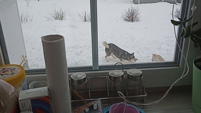 Мои любимки.