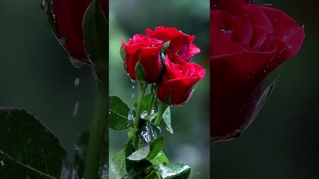 Музыку красивая музыка 🎶