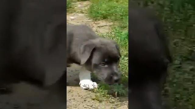 Носок и гольфик