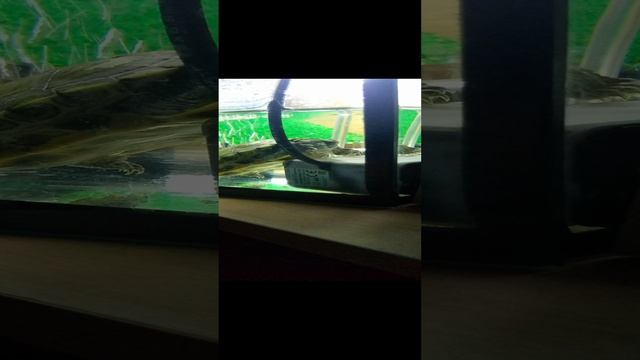VID_20241220_002230.mp4