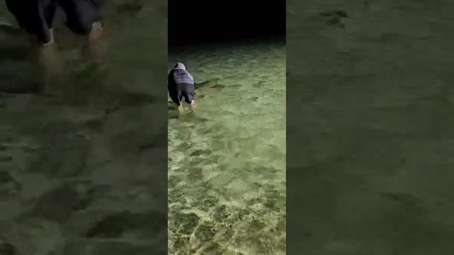 Так делать не нужно! Трюк выполняется профи. Не таскайте акул за хвост!
