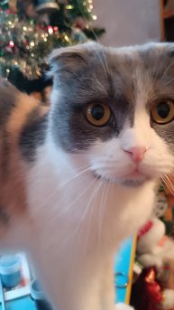 С наступающим Новым 2025 годом!