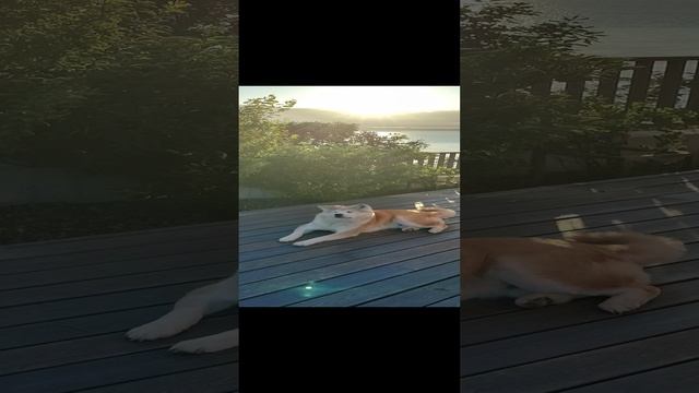 VID_20240726_202107.mp4