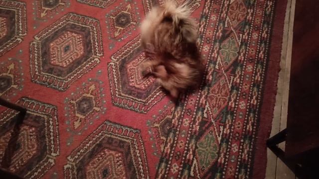 1000005484.mp4