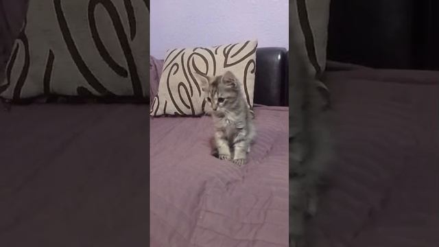 Пепи играет