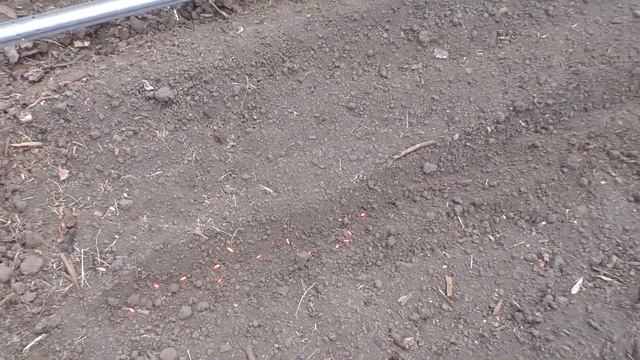Сею огурцы 19 мая