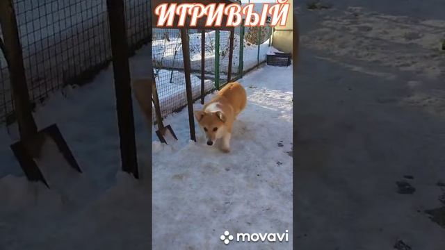 ЖАК ЛЕ ГРИ!!!