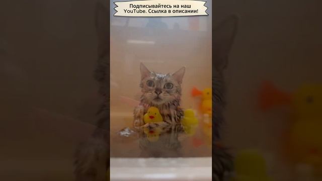 Король кот