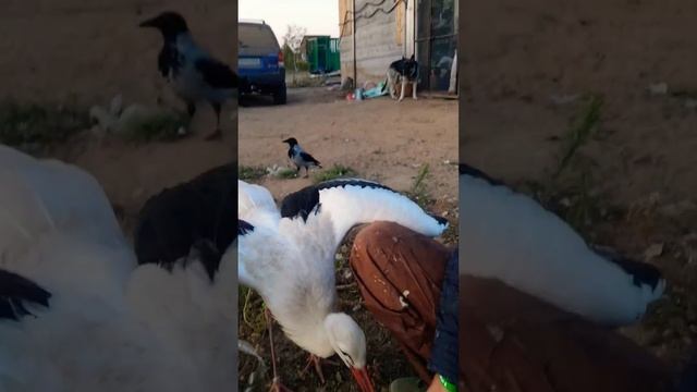 Аисты, оставшиеся на зимовку, собираются к ужину)