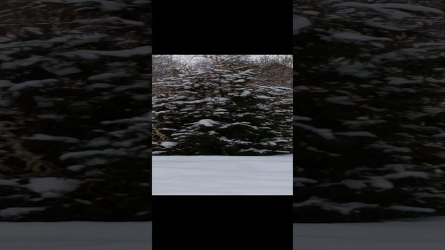 Зимняя сказка. Как зимует туя.