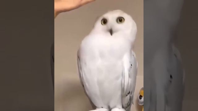 1000025812.mp4