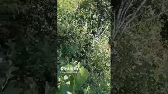 Ветром снесло подрезанную ветку